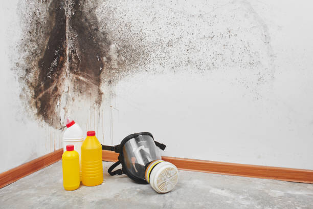 Best Professional Mold Removal  in Girardville, PA
