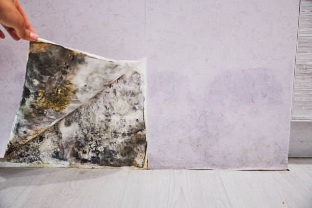 Best Toxic Mold Removal  in Girardville, PA